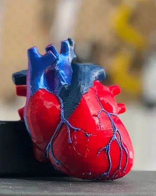 Modèle 3D d'un cœur humain en plastique, avec des détails bleus représentant les vaisseaux sanguins, placé sur une surface noire