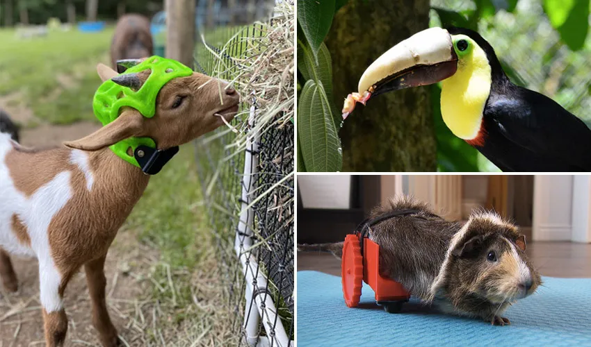 aide au animaux avec l'impression 3d