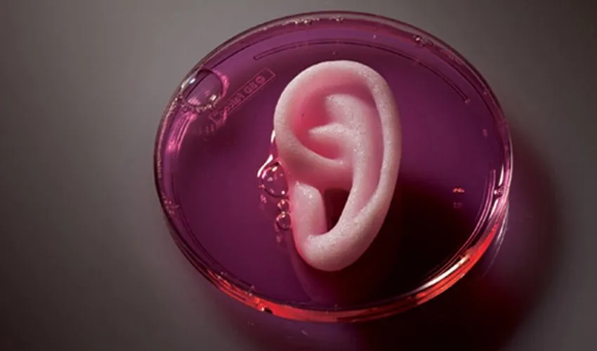 bio impression 3d oreille humaine
