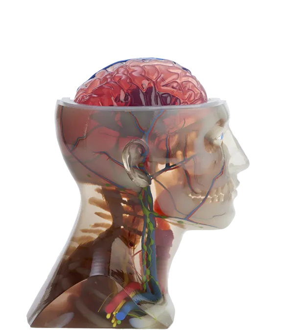 maquette haut du corps humain imprimé en 3d médecine pour étude